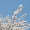 NoTitle
