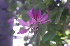 ふんわりと舞う蝶のように