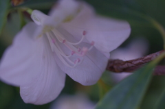 薄明かりに浮かぶ