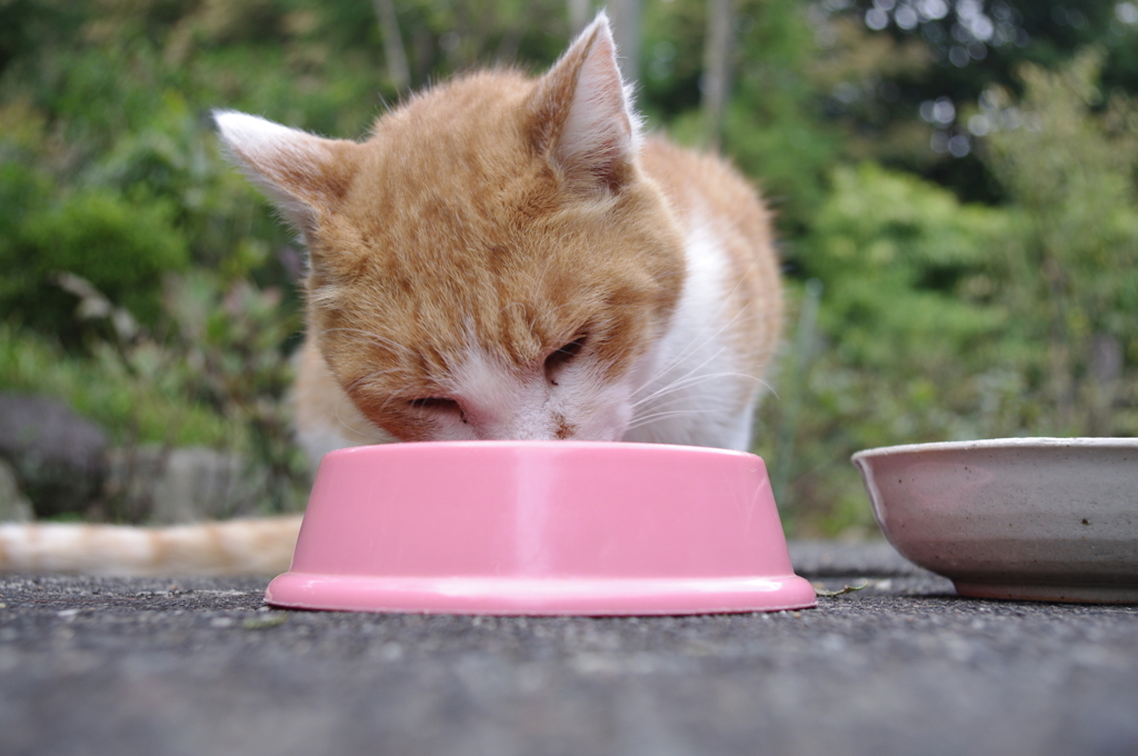 食事に夢中