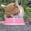 食事に夢中