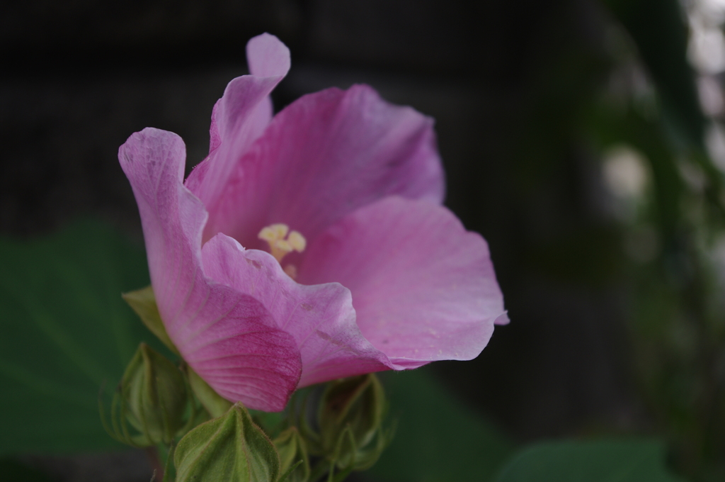 芙蓉