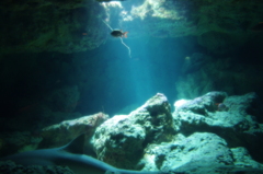 水族館