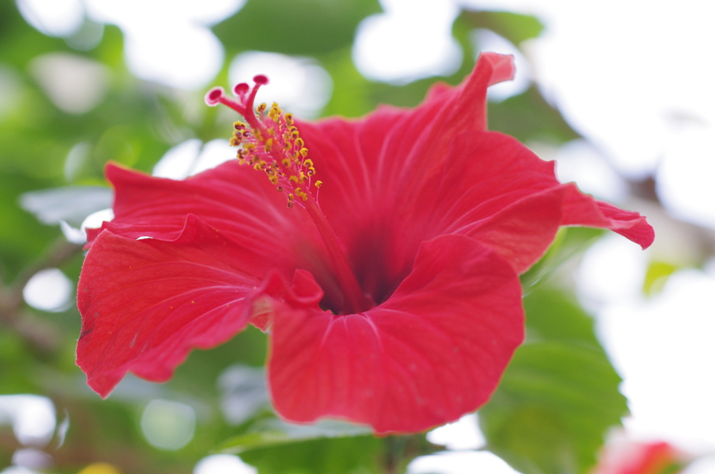 南国といえばこの花。