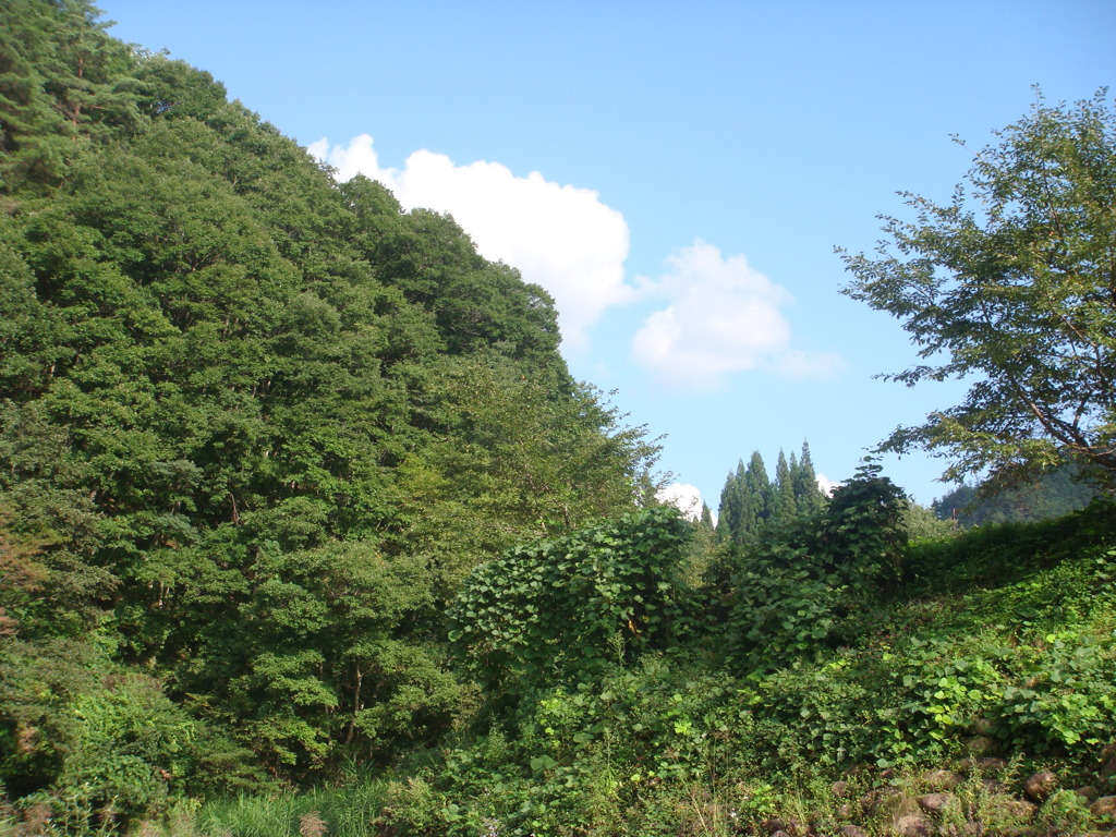 山