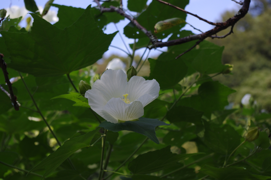 真白き芙蓉