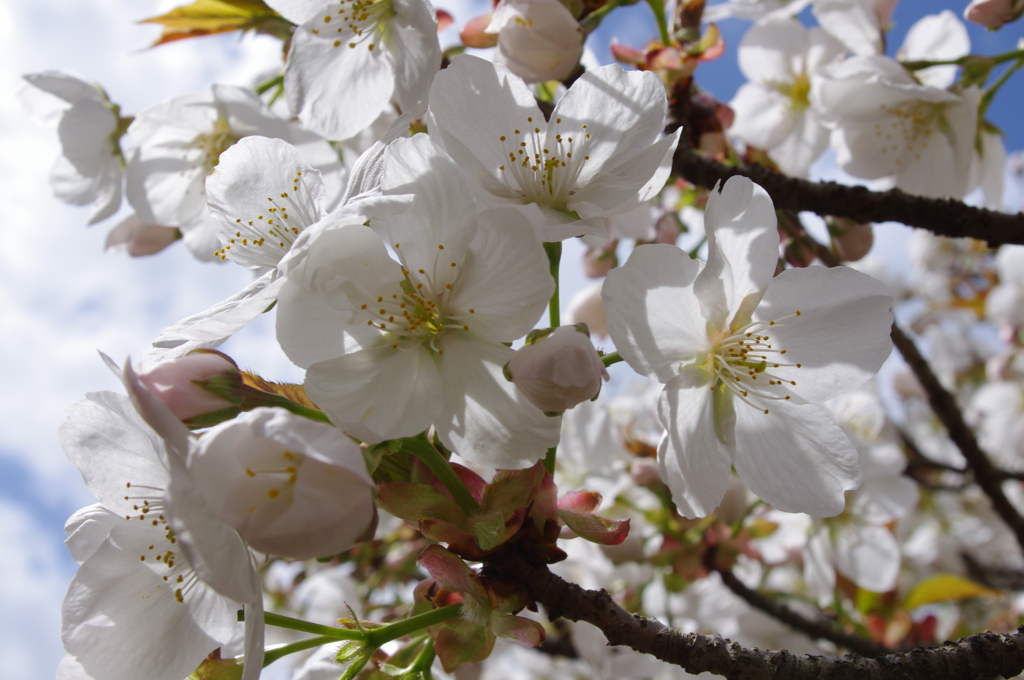 御室の桜