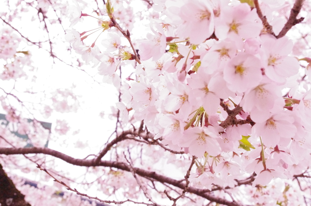 桜