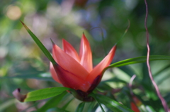 鋭い葉の中には