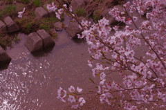 さくら