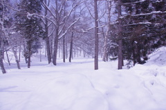 雪の原