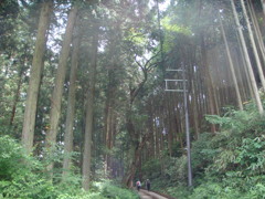吉野の森