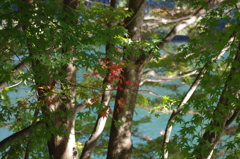 紅一点