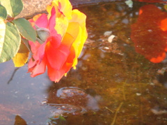 水に映るのは別の花