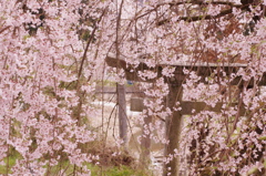 桜カーテン