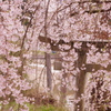 桜カーテン