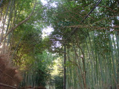 竹林