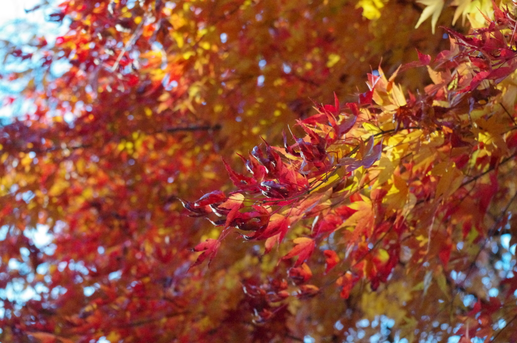 紅葉