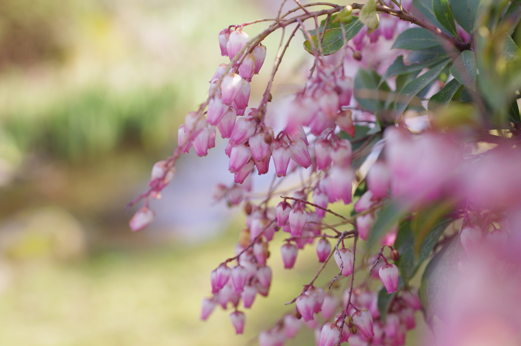 ゆらゆら揺れるあけびの華