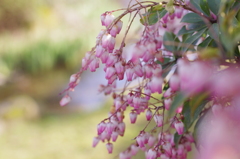 ゆらゆら揺れるあけびの華