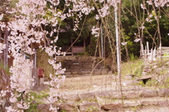 桜の先に