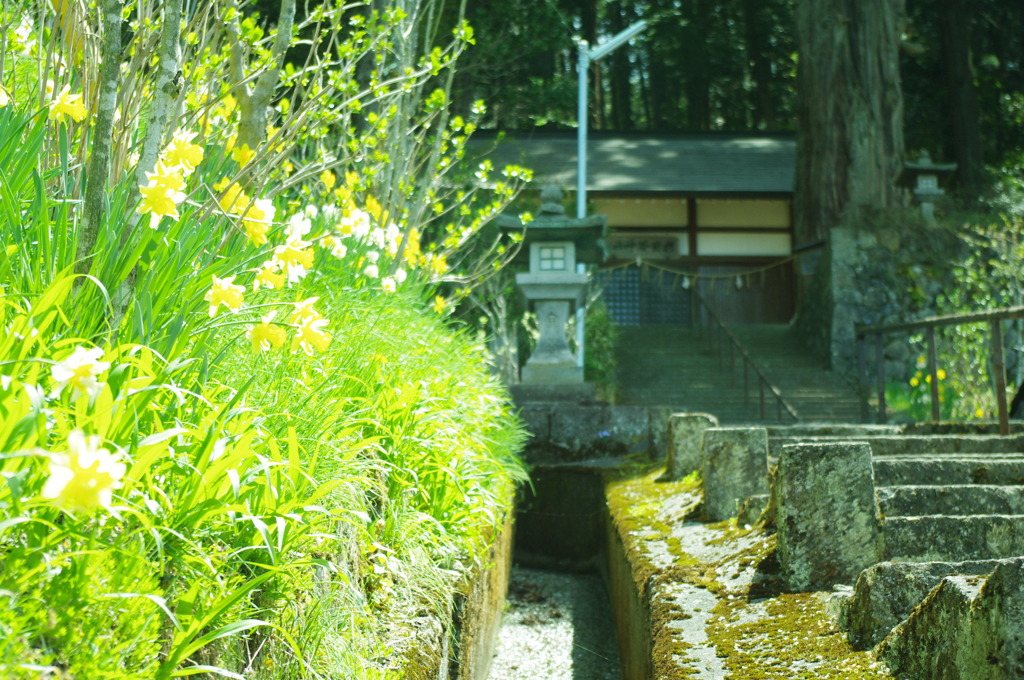 神社へ続く道