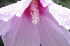 雨に濡れ