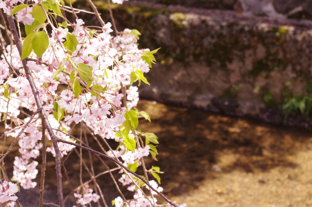 桜と川