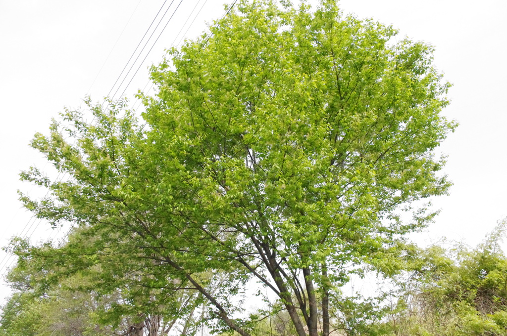 木