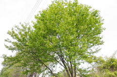 木