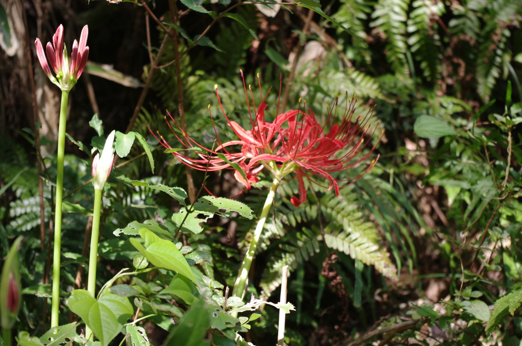 曼珠沙華