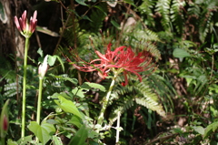 曼珠沙華