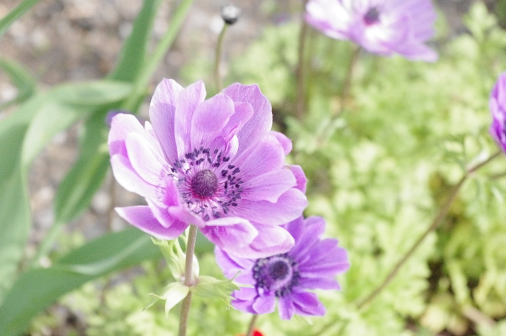 紫の花