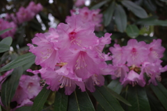 なんの花？