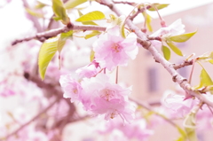 桜