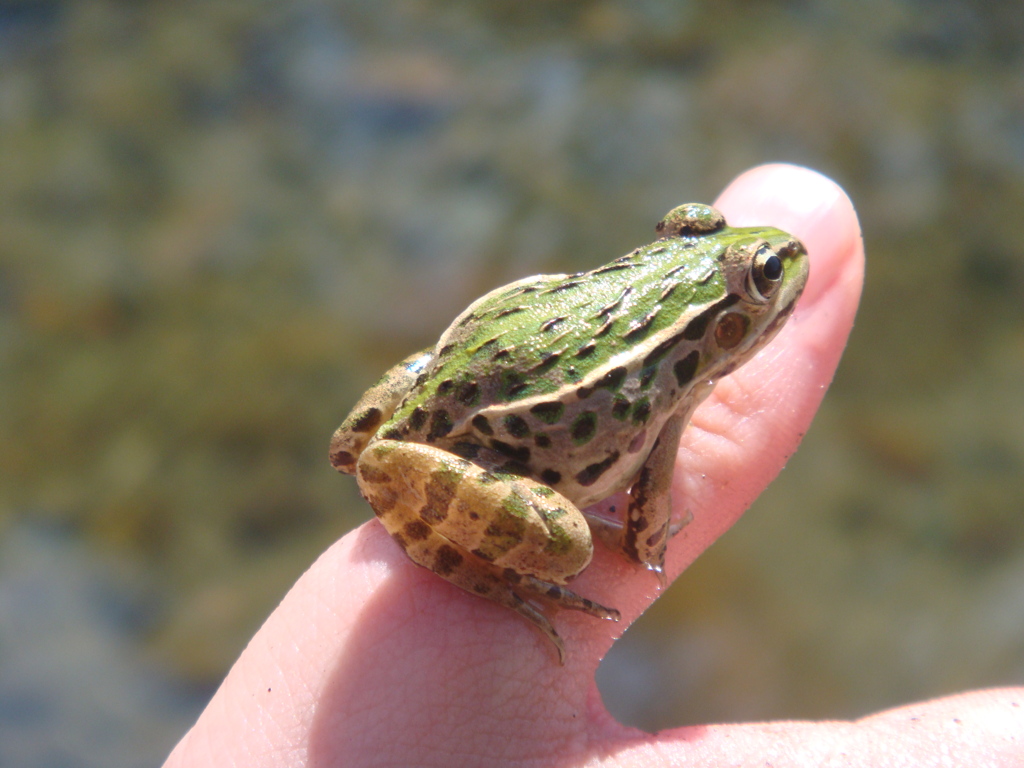 カエル