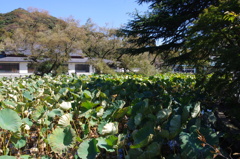 蓮の池