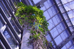 翡翠のように鮮やかに