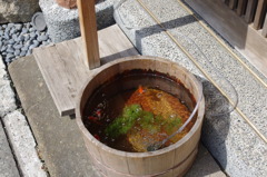金魚
