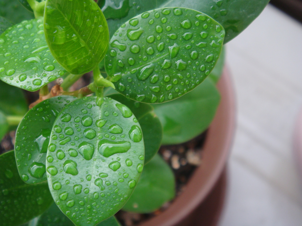 柔らかな雨