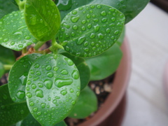 柔らかな雨