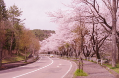 故郷の桜並木