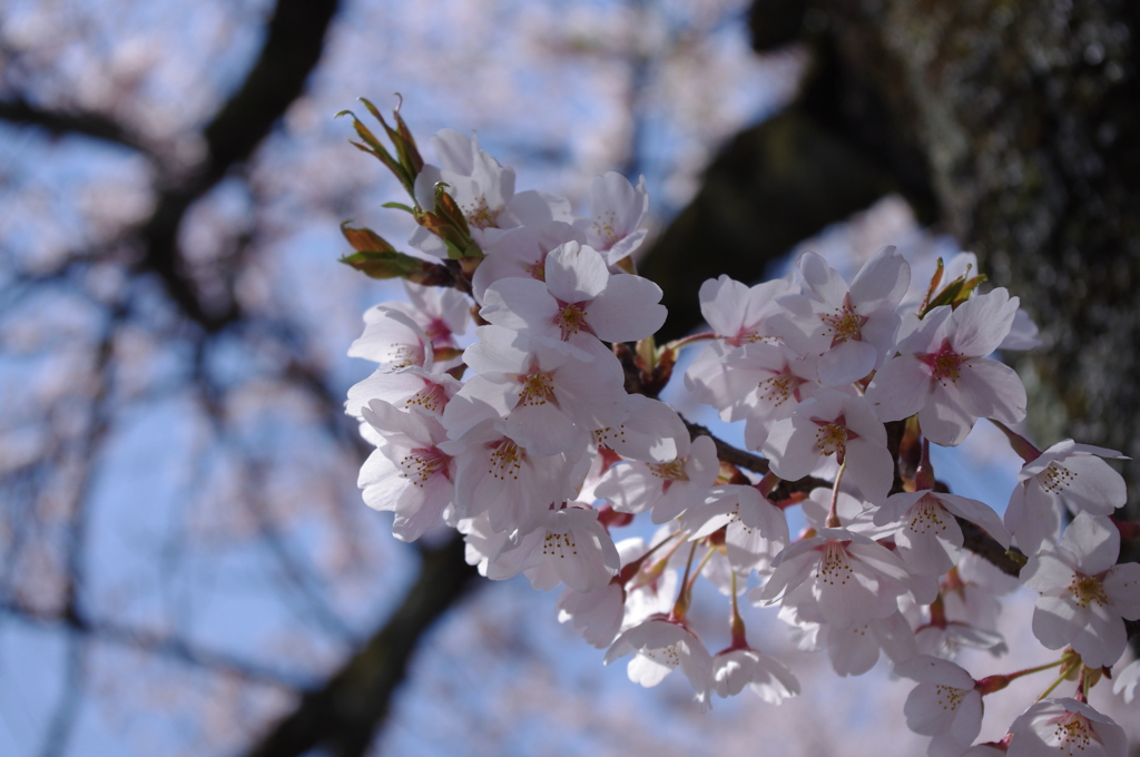 桜