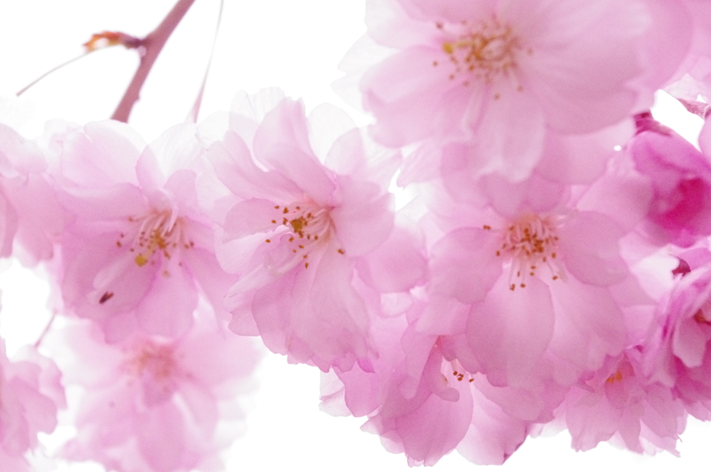 薄桜