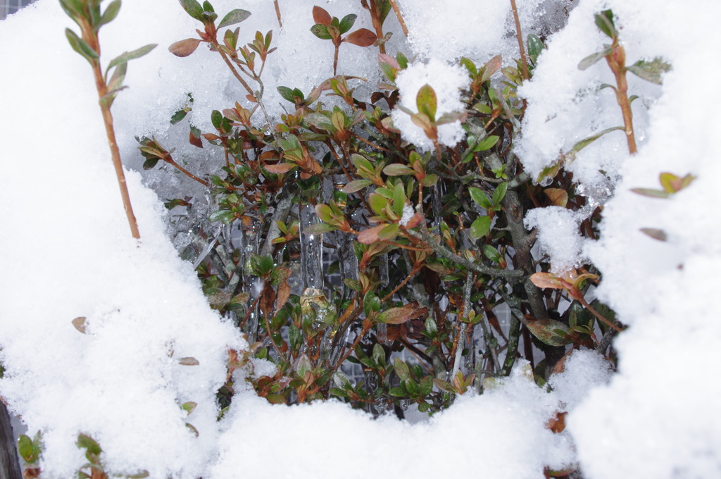 雪の中