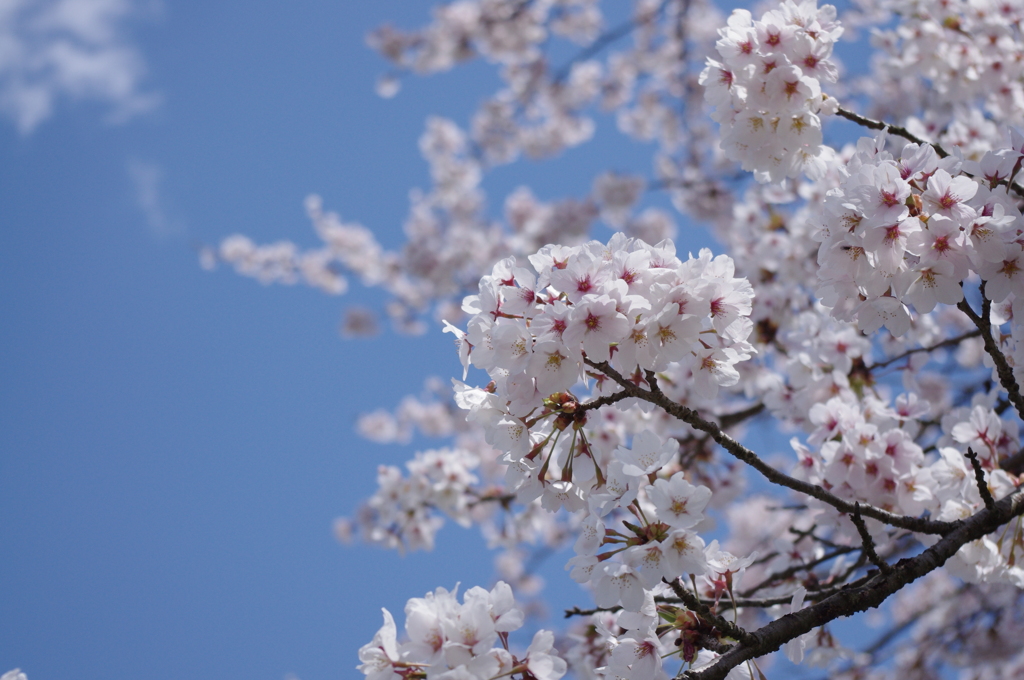 春の空