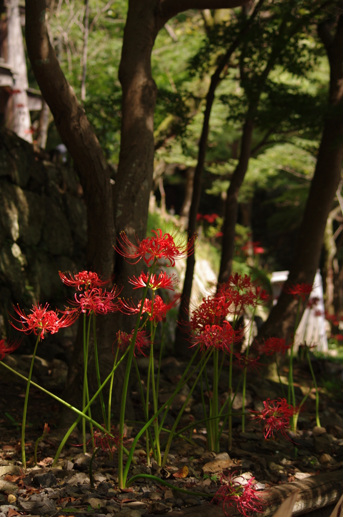 彼岸花 part2