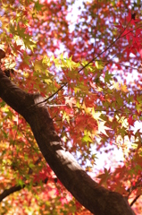 紅葉色々