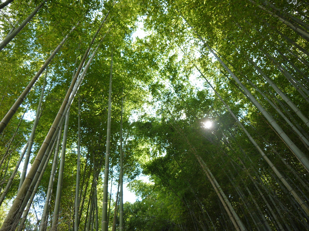竹林