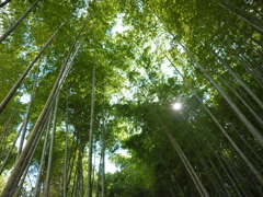 竹林